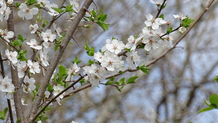 flowers of cherry tree in spring