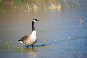Canada goose looking for food in a flooded meadow