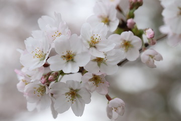 ソメイヨシノ（サクラ）の花