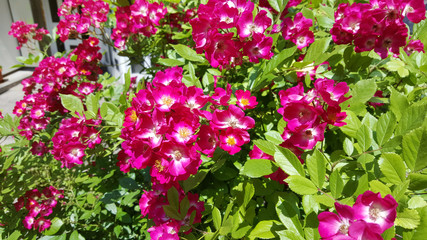 Pink Rose Bush .Roses Flowers Background 