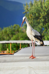 Stork on a Lake Background 