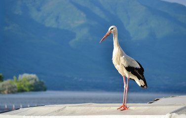 Stork on a Lake Background 