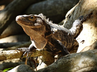 IGUANA EN EL SOL 