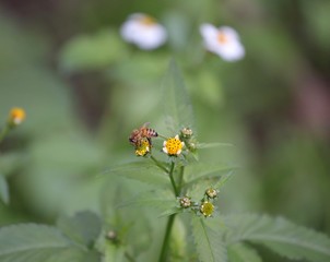 Bee hovering over an orange and white flower trying to get pollen with a nice green background