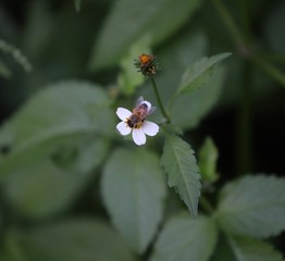Bee hovering over an orange and white flower trying to get pollen with a nice green background