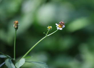 Bee hovering over an orange and white flower trying to get pollen with a nice green background