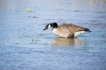 Obraz premium Canada goose looking for food in a flooded meadow