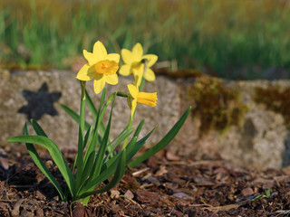 Yellow narcissus flower blossoming on a spring day in the garden. Single daffodils close up with copy space