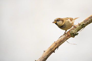 European sparrow on a branch in front of a bright background