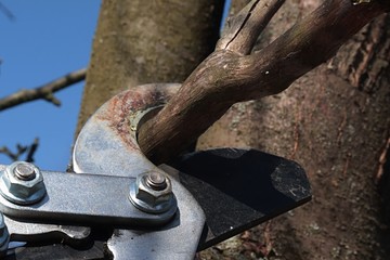 Detail of garden loppers pliers for cutting branches, prepared to cut dried branch of pear tree.