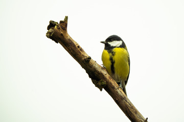 Great tit on a branch in front of a bright background