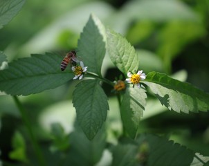Bee hovering over an orange and white flower trying to get pollen with a nice green background
