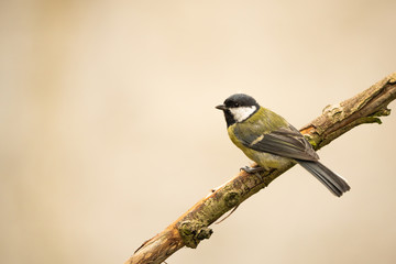 Great tit on a branch in front of a bright background