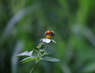 Bee hovering over an orange and white flower trying to get pollen with a nice green background