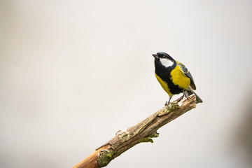 Fototapeta premium Great tit on a branch in front of a bright background