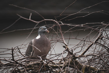 Beautiful grey dove on tree branch