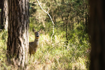 European fallow deer standing behind a tree in a forest