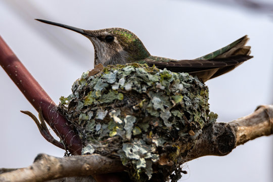 Nesting Anna's Hummingbird