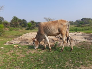 Herd of  cattle grazing in a pasture.Cattle grazing in the field.Cows are standing grazing the grass in the rice field. Cattle grazing on a farm, cows, oxen and calves.