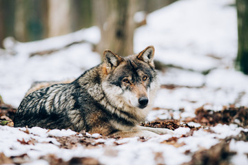 Beautiful wolves in the forest in winter.