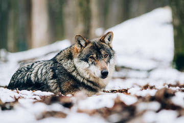 Beautiful wolves in the forest in winter.