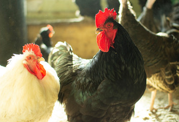 Portrait of a black rooster on a farm