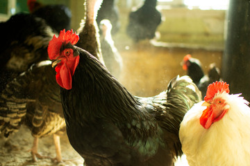 Portrait of a black rooster on a farm