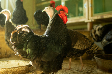 Portrait of a black rooster on a farm