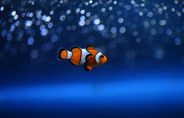 fish in aquarium