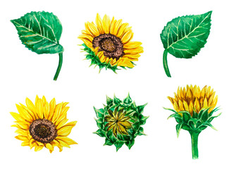 Set of watercolor sunflowers and leaves isolated on white background. Flower illustration for greeting cards, wedding invitations, floral poster and decorations.