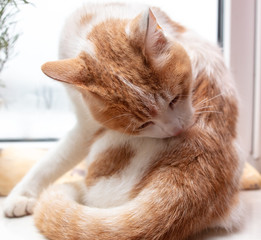 The cat licks the wool with its tongue.