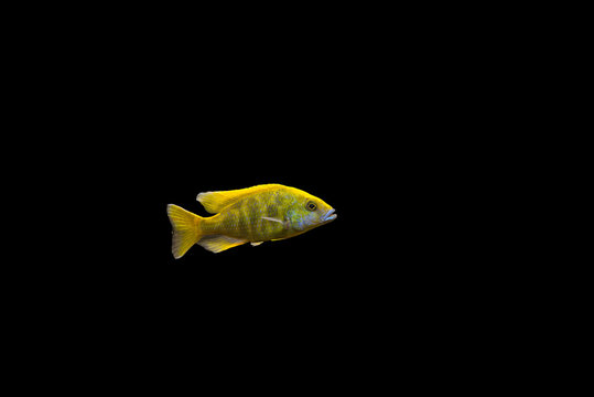 Adult male african cichlid
