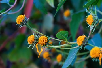Yellow flower in the yard close up