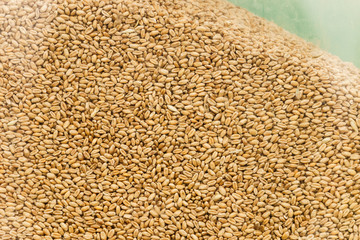 Peeled sunflower seeds background