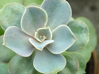 macro image of the center of gray-blue green succulent