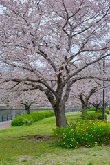cherry blossom on cloudy day in yokohama