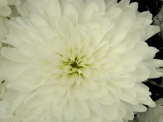 macro image white chrysanthemums with light green petals in the middle on a dark background