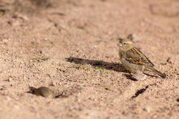 sparrow on the sand