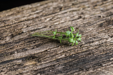 Greek cress