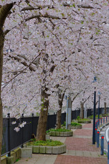 cherry blossom on cloudy day in yokohama