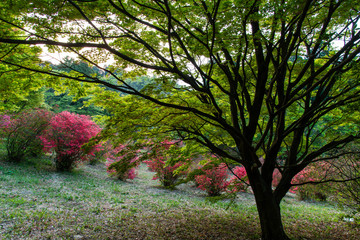 Naklejka premium 立派な樹木と点在するツツジの花