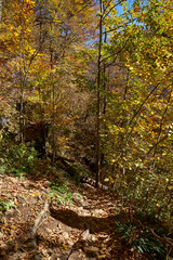 Image of a hiking trail in the autumn forest.