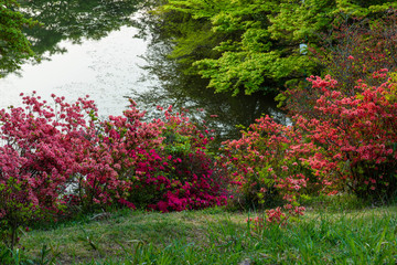 Obraz premium 池と新緑と満開のツツジ