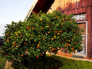 Fototapeta na wymiar A full tangerine Orange tree is in front of the brown hut.