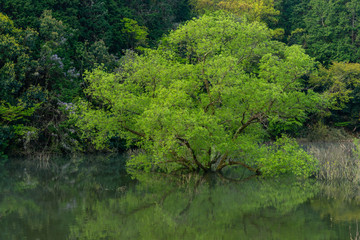 綺麗な新緑の樹木が湖に映り込む様子