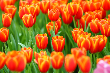 Beautiful tulip flowers with blured background in the garden. Orange tulip flowers. Selective focus.