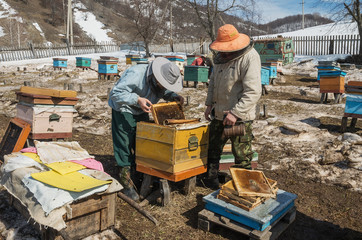 Beekeepers inspect hives after wintering and prepare them for the new season.