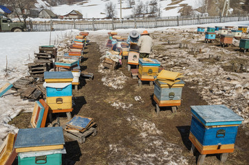 Fototapeta na wymiar Beekeepers inspect hives after wintering and prepare them for the new season.