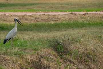 stork in the grass