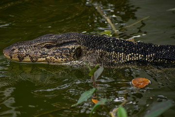 Monitor lizard in the water